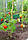 Бамбуковий стовбур L 2,1 м д. 10-12мм. палиця, опора для підв'язки рослин, помідорів, фото 3