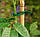Бамбуковий стовбур L 2,1 м д. 10-12мм. палиця, опора для підв'язки рослин, помідорів, фото 4