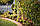 Бамбуковий стовбур L 2,1 м д. 10-12мм. палиця, опора для підв'язки рослин, помідорів, фото 8