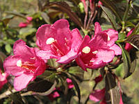Вейгела квітуча Нана Пурпуреа (Weigela florida 'Nana Purpurea') С1