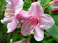 Вейгела квітуча Варієгата (Weigela florida «Variegata»)