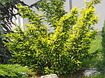 Тис ягідний, Taxus baccata 'Elegantissima', 50 см, 10л, фото 9