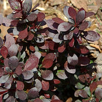 Барбарис Тунберга Дартс Ред Леді С1 (Berberis thunbergii Darts red Lady)