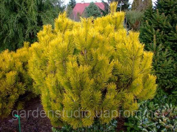 Сосна горная Голден Глоу (Pinus mugo Golden Glow) - фото 1 - id-p568454377