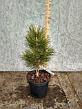 Сосна чорна Кляйнер Турм (Pinus nigra 'Kleiner Turm'), фото 2