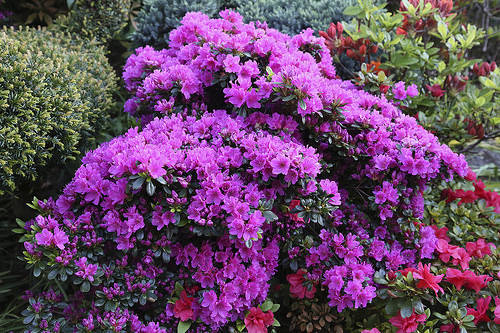 Азалія японська Geisha Purple 2 річна, Азалія японська /рододендрон Гейша Пурпл, Azalea japonica Geisha Purple, фото 1