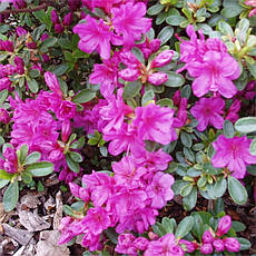 Азалія японська Geisha Purple 2 річна, Азалія японська /рододендрон Гейша Пурпл, Azalea japonica Geisha Purple, фото 3