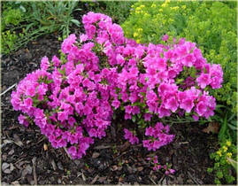 Азалія японська Geisha Purple 2 річна, Азалія японська /рододендрон Гейша Пурпл, Azalea japonica Geisha Purple, фото 4