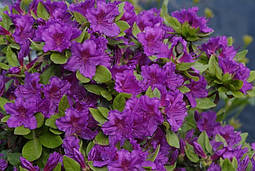 Азалія японська Geisha Purple 2 річна, Азалія японська /рододендрон Гейша Пурпл, Azalea japonica Geisha Purple, фото 5