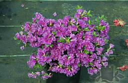 Азалія японська Geisha Purple 2 річна, Азалія японська /рододендрон Гейша Пурпл, Azalea japonica Geisha Purple, фото 6
