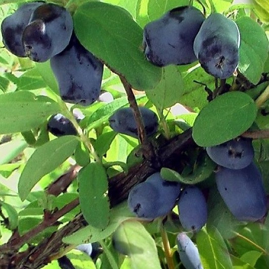 Жимолість Індіго Джем, середня, 1 рік, фото 1
