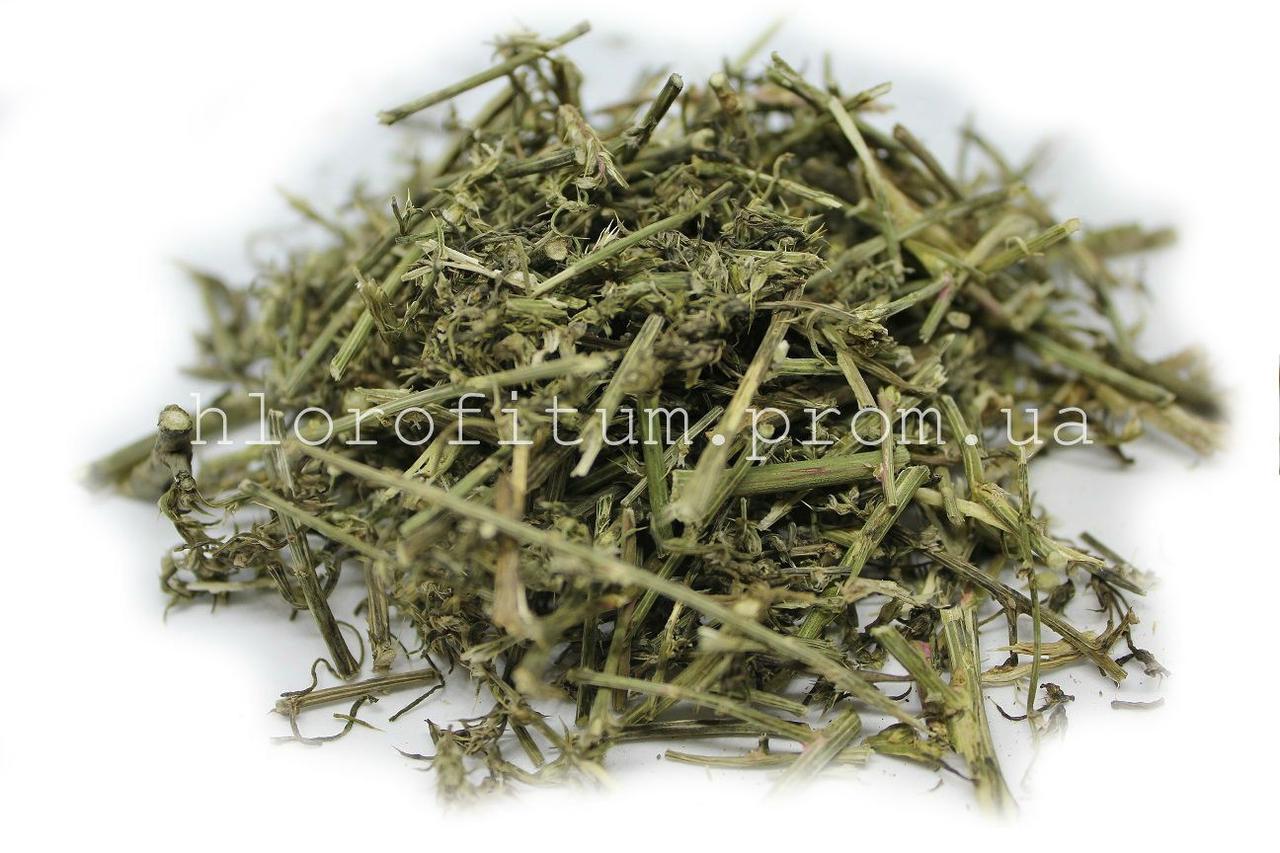 Сільничка Холмова трава 50 грамів, (Salsola collina)
