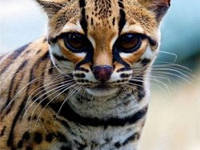 Найбажаніші породи кішок