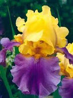 Iris Germanica (Бородатий) Edith Woolford