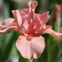 Ірис pumila Pussycat Pink (низький) Багаторічний.