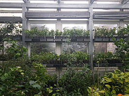 Мандарин Ковано-Васе (Crus Kawano Wase) 20-25 см. Кімнатний