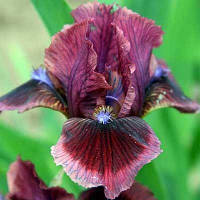 Ірис pumila Cat`s Eye (низький)