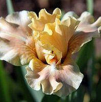 Iris pumila Ballet Lesson (низький)