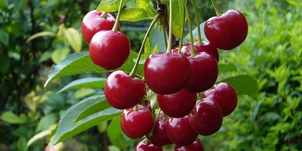 Вишня Любская открытая корневая система