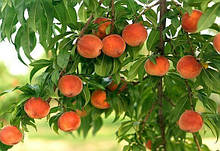 Персик колоновидна "Тотем садівника"