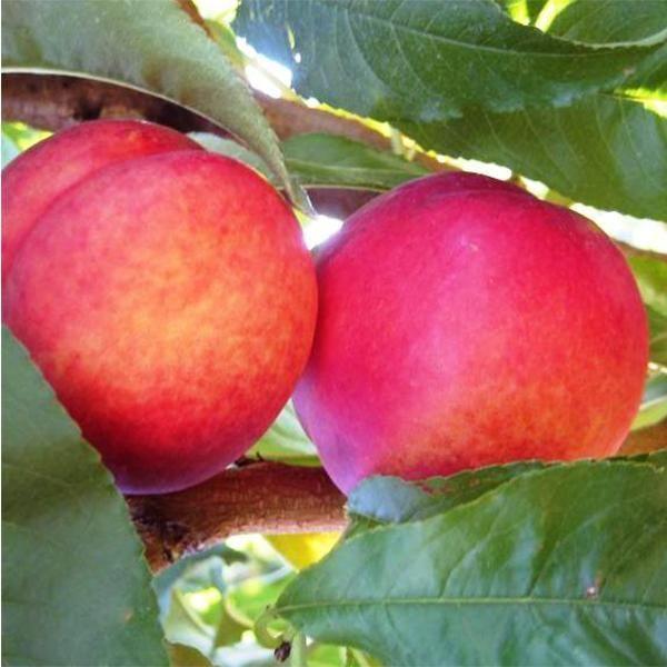 Нектарин 'Фентезі'(США)\Prunus persica var. nectarina 'Fantasy' окс