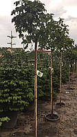 Клён остролистный (Acer platanoides) Globosum /Stam 120 см/НО 6-8 см