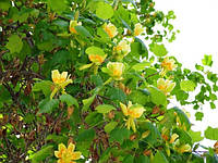 Лириодендрон (Тюльпановое дерево) \ Liriodendron tulipifera