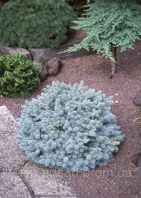 Ялина колюча Глаука Глобоза. Picea pungens 'Glauca Globosa'