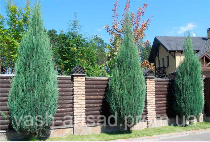 Можжевельник Skyrocket (Скайрокет): продажа, цена в Харькове. Саженцы ...