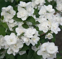 Бузок Каролінка (Philadelphus Karolinka)