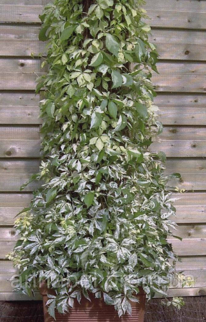 Партеноцисус пятилисточковый Стар Шауэрс, С1, 50см / Parthenocissus quinquefolia Star Showers, Monham - фото 4 - id-p901558922