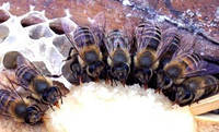 Соевая мука 1 кг для подкормки пчел.