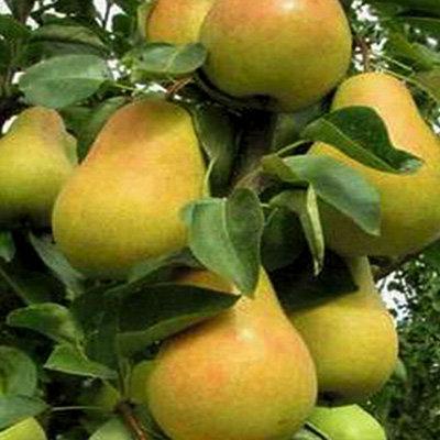 Саджанці груші ДЕКОРА осіннього терміну дозрівання, фото 1