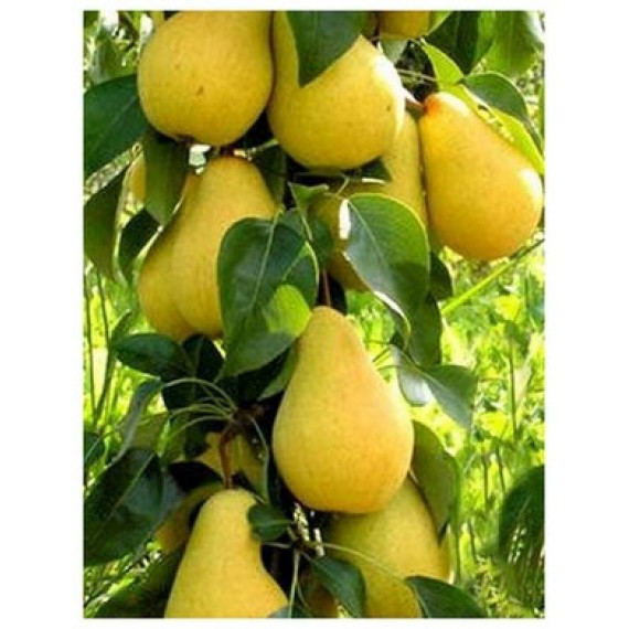 Саджанці груші САНРЕМІ осінньо-зимового терміну дозрівання, фото 1