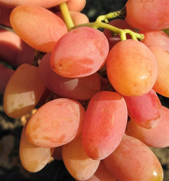 Саджанці винограду КАТРУСЯ КАХОВНА раннього терміну дозрівання, фото 1