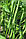 Квасоля спаржева Крокет 5000 н., фото 2