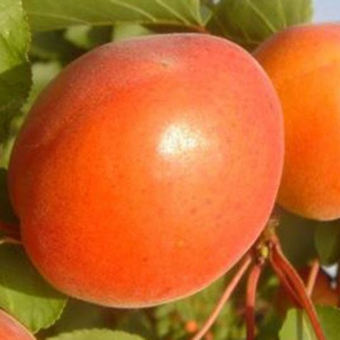 Абрикос Пайве (середньо-полониний), фото 1