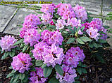 Рододендрон Caroline Allbrook (Керолайн Оллбрук)  гор с3, фото 4