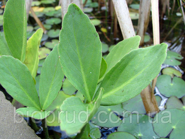 Вахта трилична