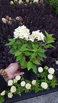 Гортензія волотиста Літл Спуки \ Hydrangea paniculata Little Spooky ( саджанці 1 рік), фото 5