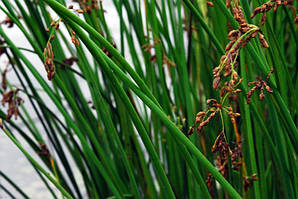 Очерет звичайний