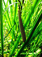 Аїр звичайний