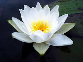 Німфеї, латаття, водяні лілії (біла)