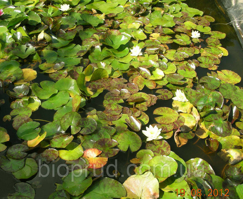 Нимфеи, кувшинки, лилии водяные (жёлтая) - фото 3 - id-p902171407