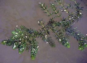 Кушир, фото 3