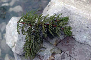 Кушир, фото 2