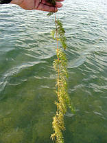 Кушир, фото 4