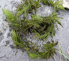 Кушир, фото 5