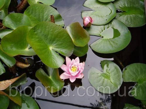 Нимфеи, кувшинки, лилии водяные (розовая) - фото 2 - id-p902161804