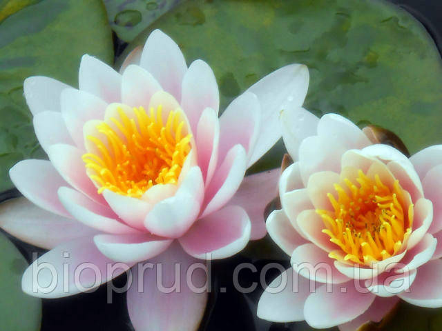 Нимфеи, кувшинки, лилии водяные (розовая) - фото 3 - id-p902161804